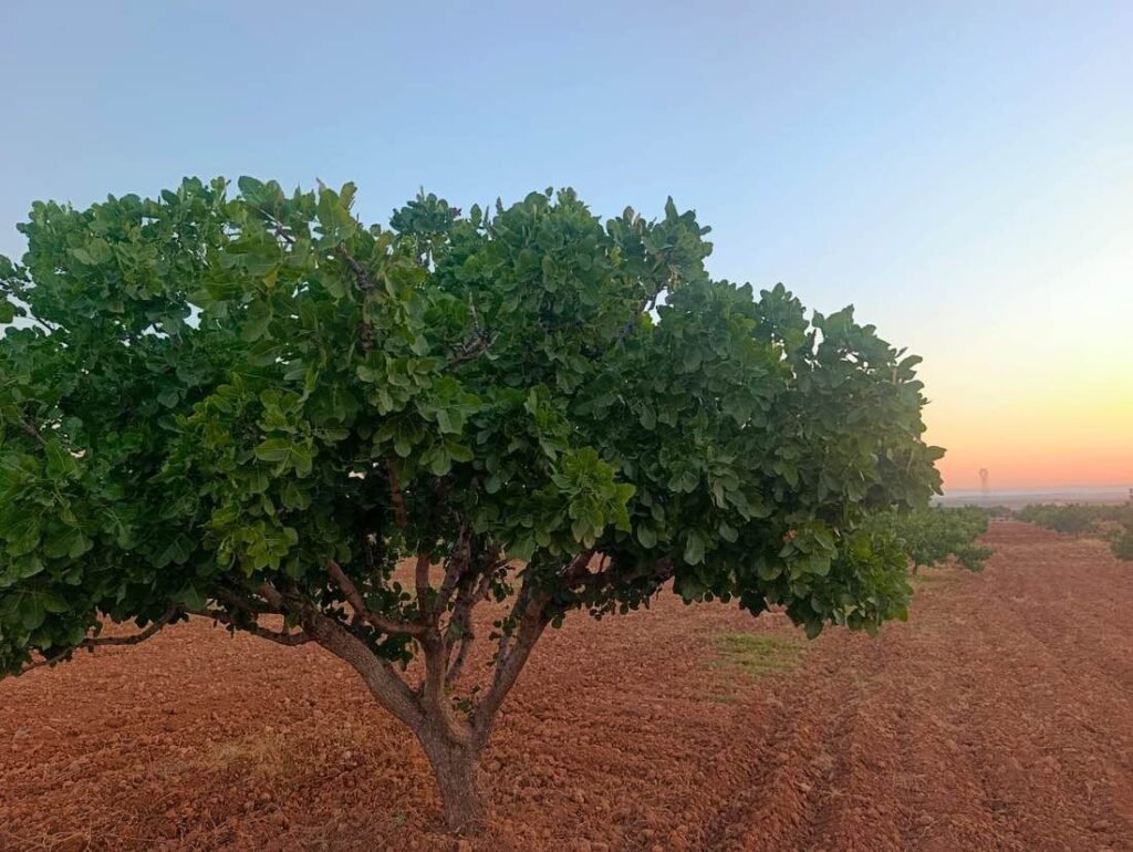 أنواع الفستق: شجرة الفستق الحلبي في مزارع Alyassin Farms