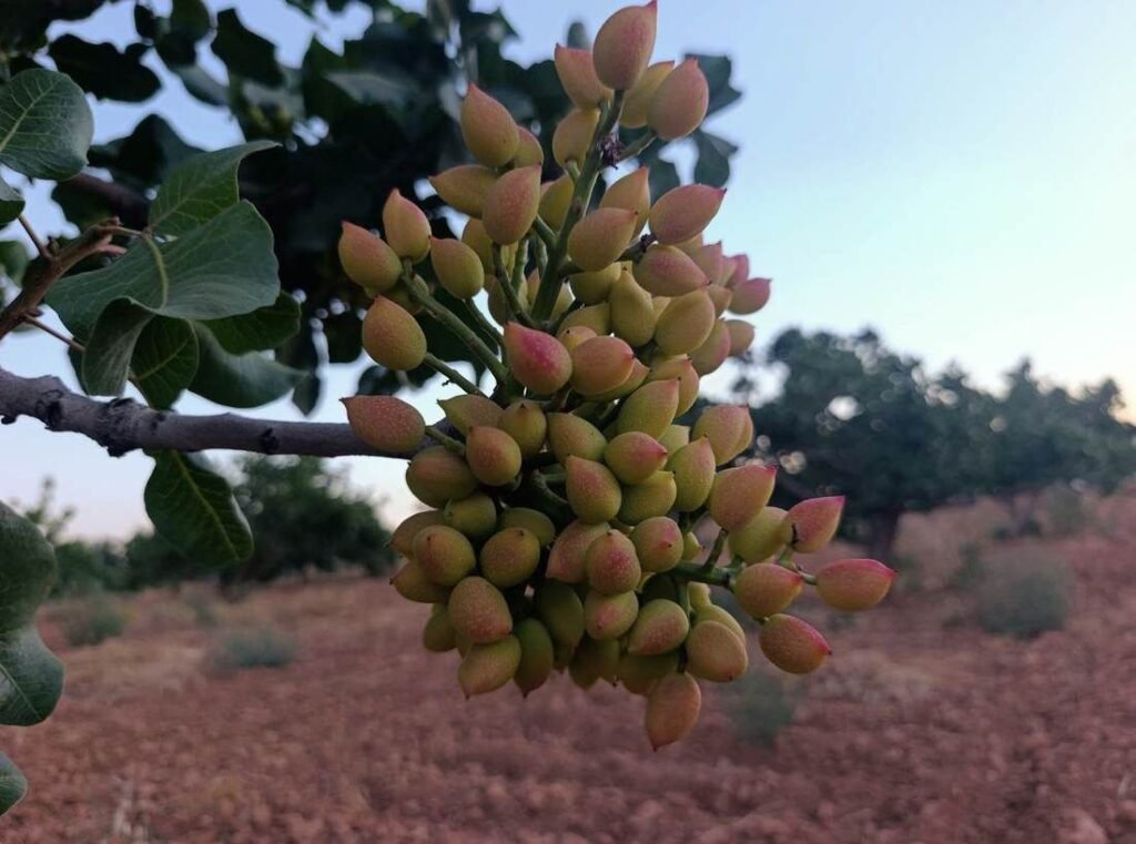فستق للحلويات: الفستق الحلبي الأخضر على الشجرة من Alyassin Farms
