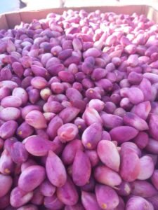 الفستق الحلبي الأخضر الغامق