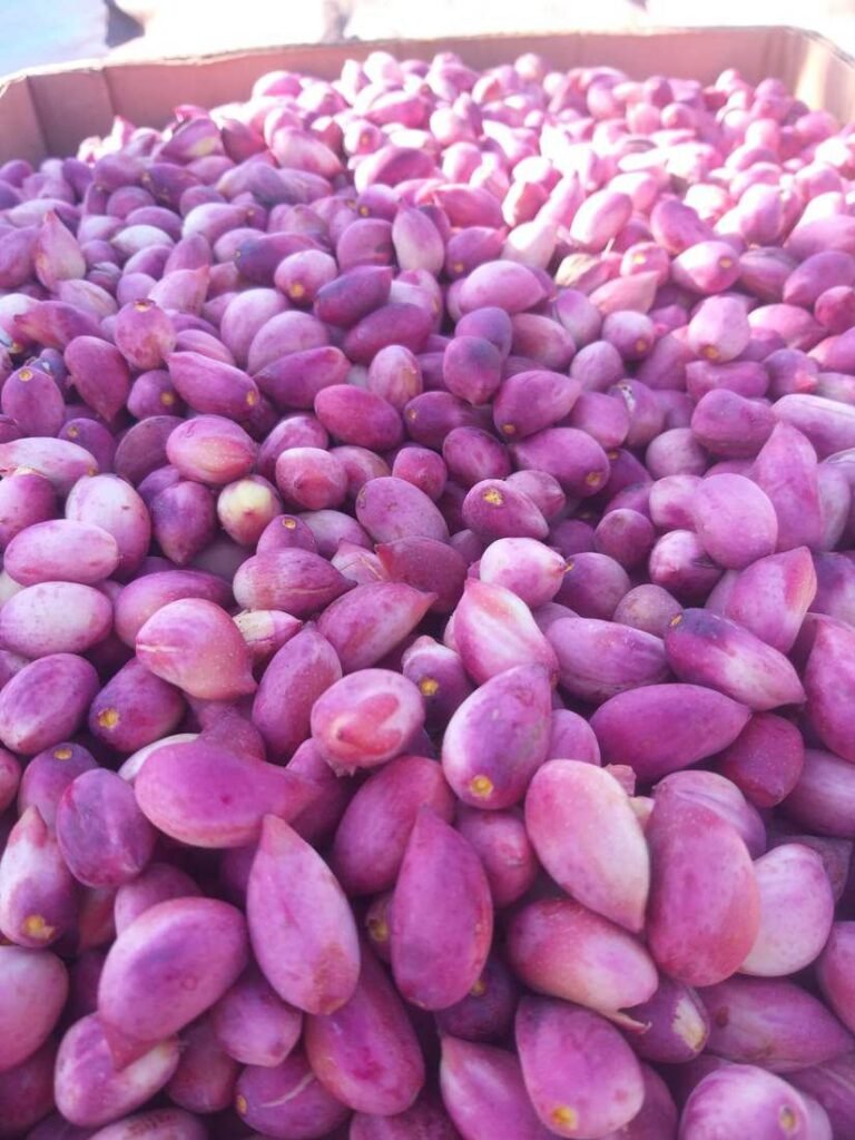 فوائد الفستق: حبّات الفستق الطازجة من مزارع Alyassin Farms