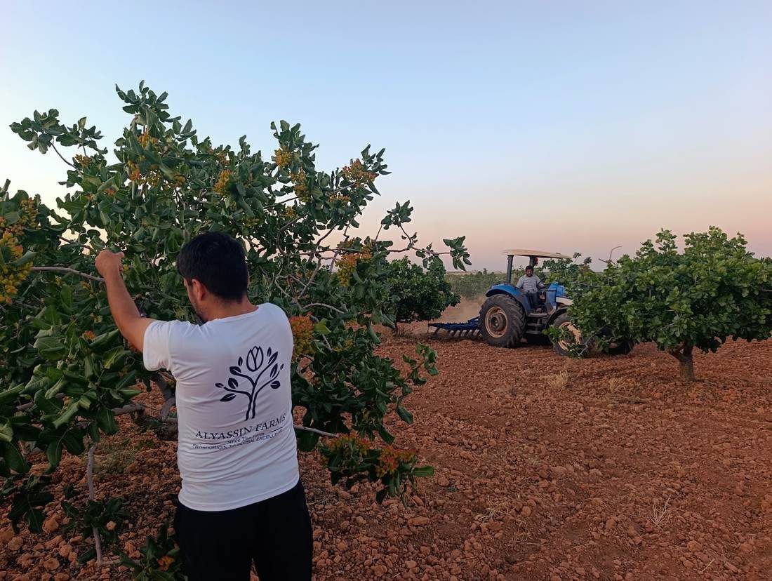 Alyassin Farms wholesale pistachio supplier, direct grower and exporter