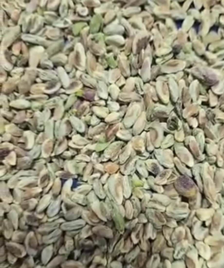 الفستق المقشّر، المادة الخام لكريمة الفستق وزبدته من Alyassin Farms